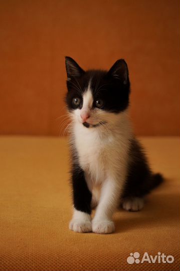 Котенок Кусь