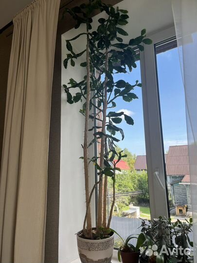 Комнатные цветы, кактус