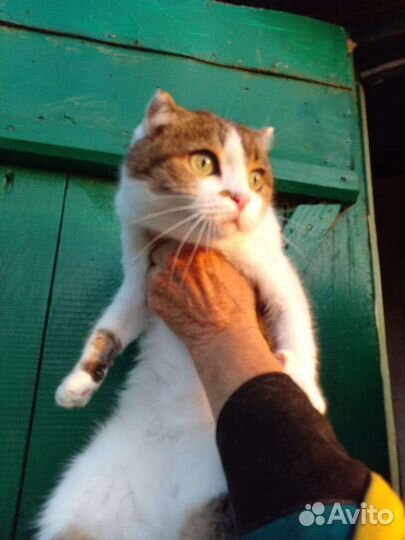 Шотландская вислоухая кошка бесплатно