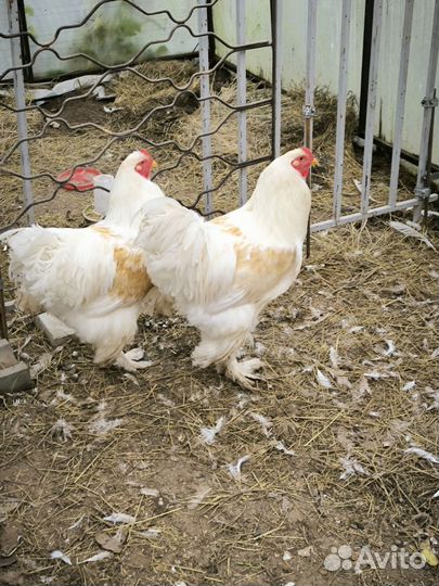 Петухи Брама