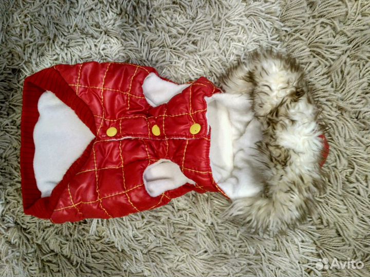 Одежда для собак