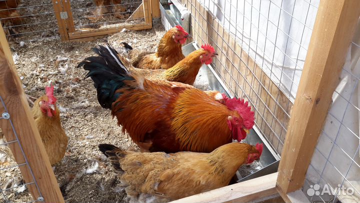 Козье молоко, яйцо