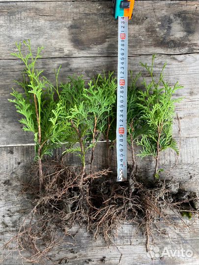 Черенки туи