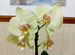 Скульптур орхидея Фаленопсис отцвела