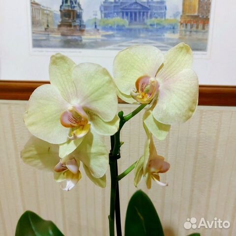 Скульптур орхидея Фаленопсис отцвела