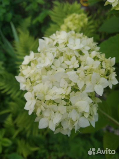 Гортензия Анабель, Спирея японская