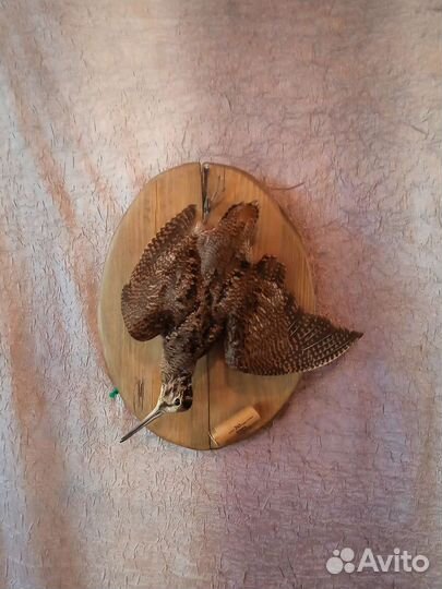 Вальдшнеп композиция