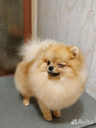 Померанский шпиц. Мини. Вязка