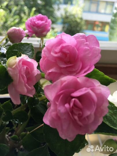 Бальзамины махровые