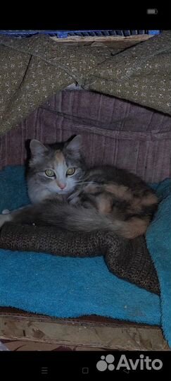 Кошка