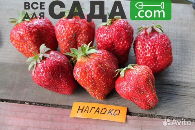 Нагаока клубника фото