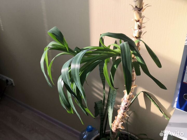 Пальма юкка