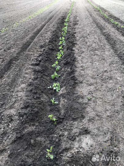 Саженцы малины ремонтантных и летних сортов