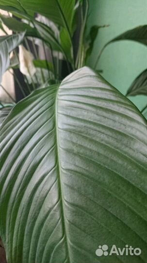 Женское счастье