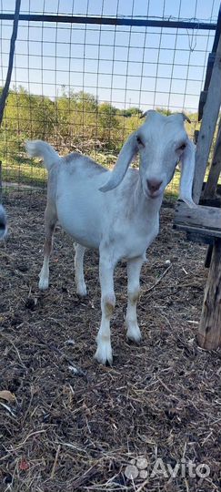 Коза и козлик для покрытия