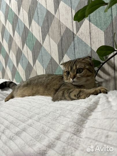 Кошечка ищет жениха