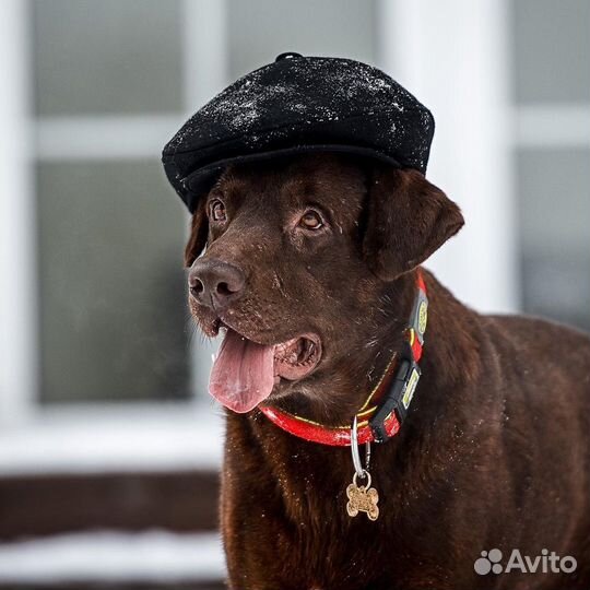 Шоколадный лабрадор Валико ищет семью