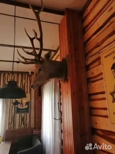 Чучело. Голова оленя