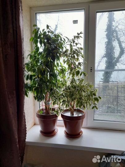 Фикус бенджамина большой