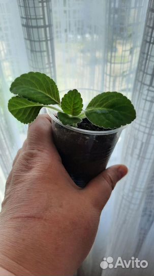 Глоксиния тидея розовая, детка