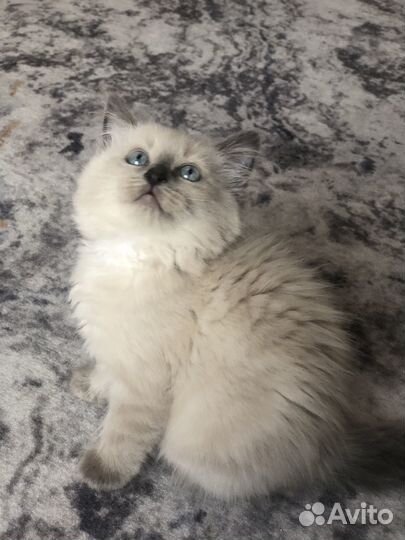 Котята Невской маскарадной