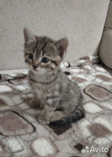 Отдам в добрые руки