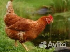 Куры несушки.Цыплята бройлеры 1-28 дней.Утята