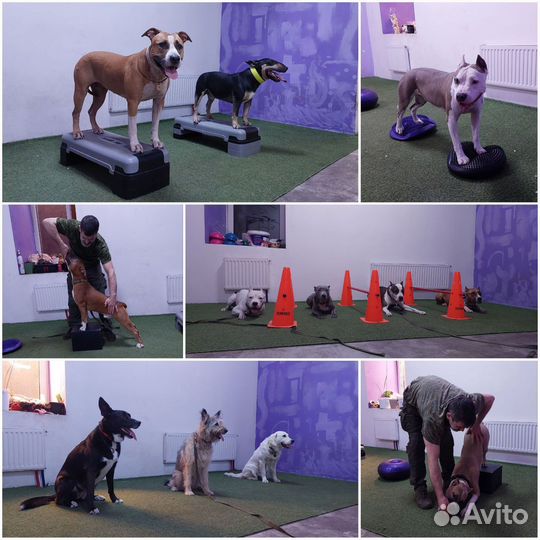 Дрессировка и Передержка собак