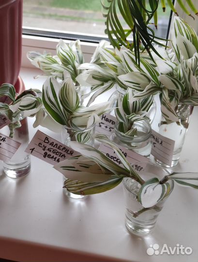 Традесканция. Комнатное растение