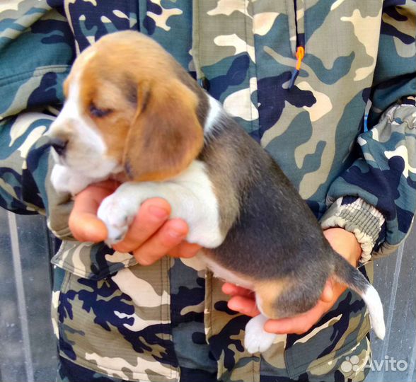 Бигли щенки