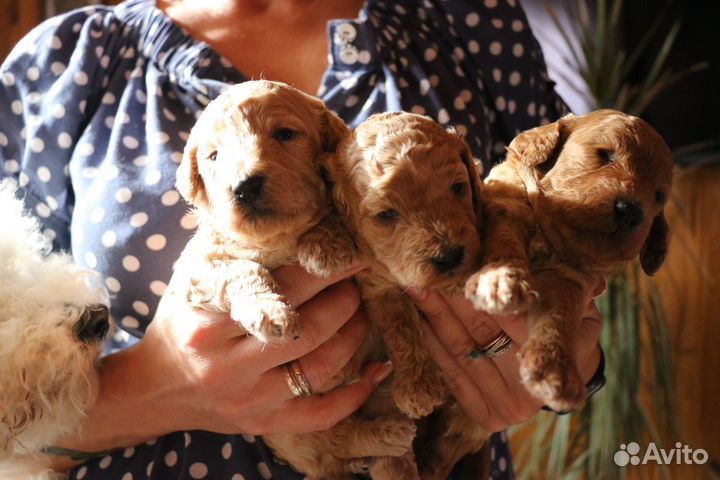 Мальтипу.резервирование