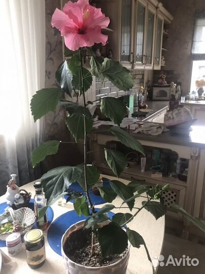 Гибискус китайская роза