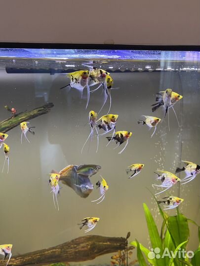 Скалярии кои мальки