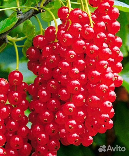 Смородина красная длинно кистевая Йонкер Ван Тетс