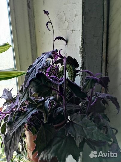 Комнатный цветок Гинура