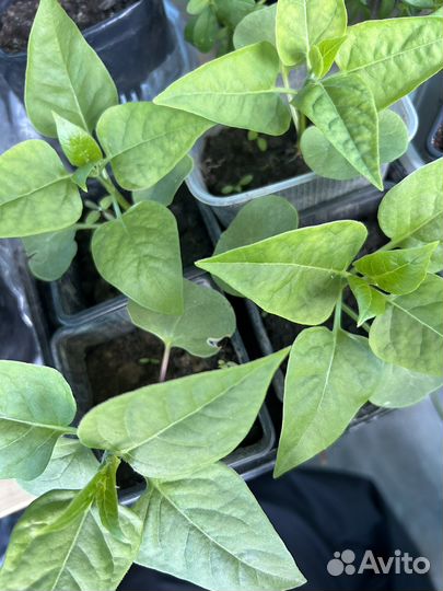 Мирабилис ночная красавица