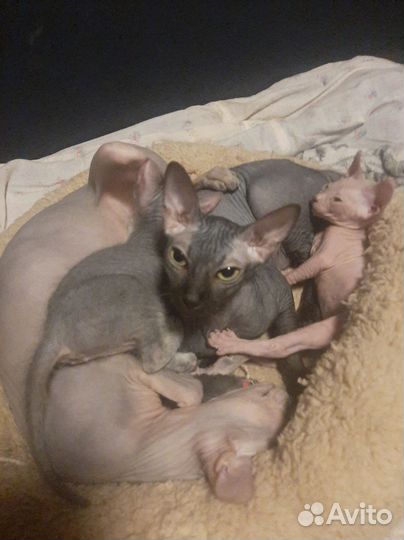 Донской сфинкс котята