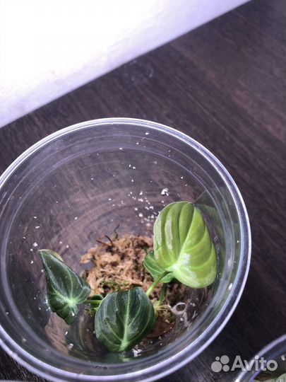 Филодендрон меланохризум и сплендид черенки