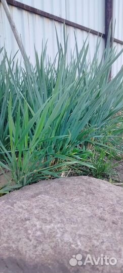 Декоративная трава осока