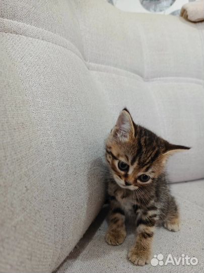 Котята Шотландские