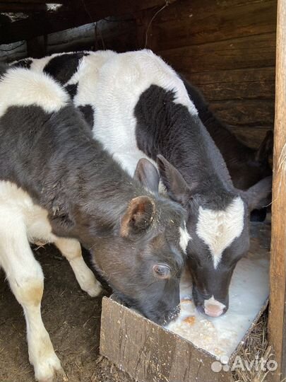 Продам телят