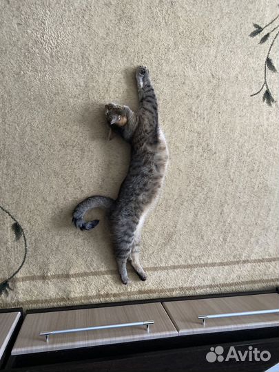 Передержка домашних кошек и котят