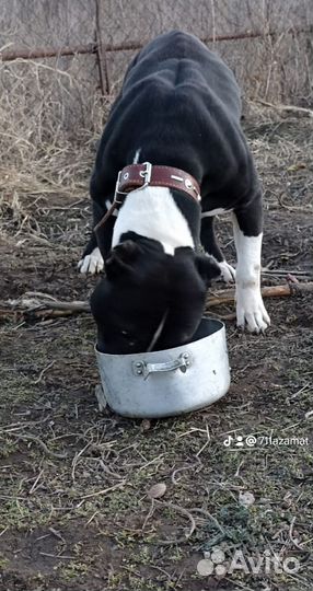 Стаффордширский терьер