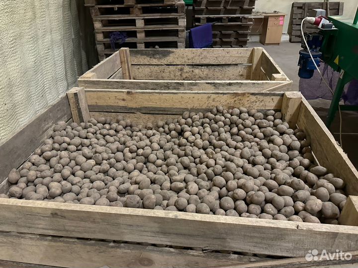 Картофель кормовой