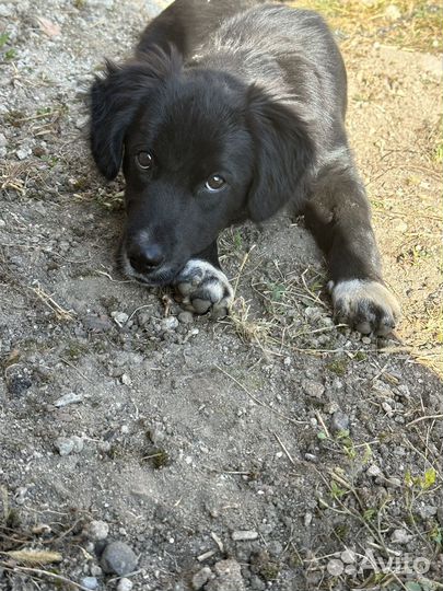 Собака в добрые руки маленькая порода