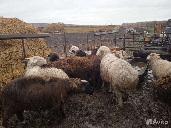 Овцы бараны ягнята