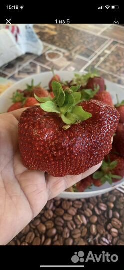 Рассада клубники Адмирал