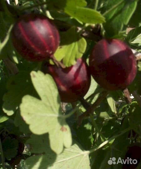 Саженцы крыжовника Красная заря