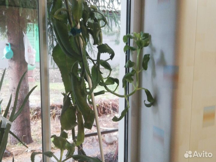 Каланхоэ лекарственный