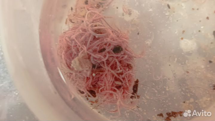 Трубочник изя